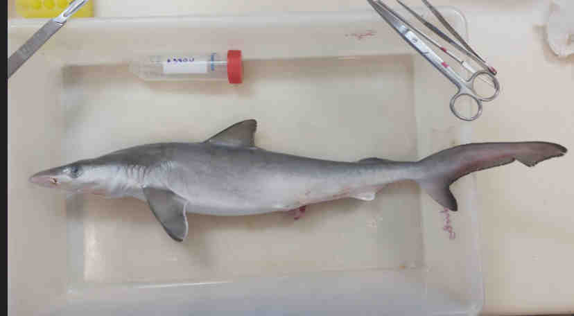 Sharks Off Brazilian Coast Test Positive for Cocaine in Shocking Discovery
